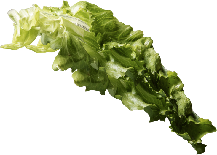 Burger lettuce garnish