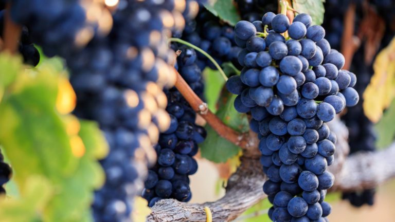 Red wine grapes on vine in vineyard, close-up.