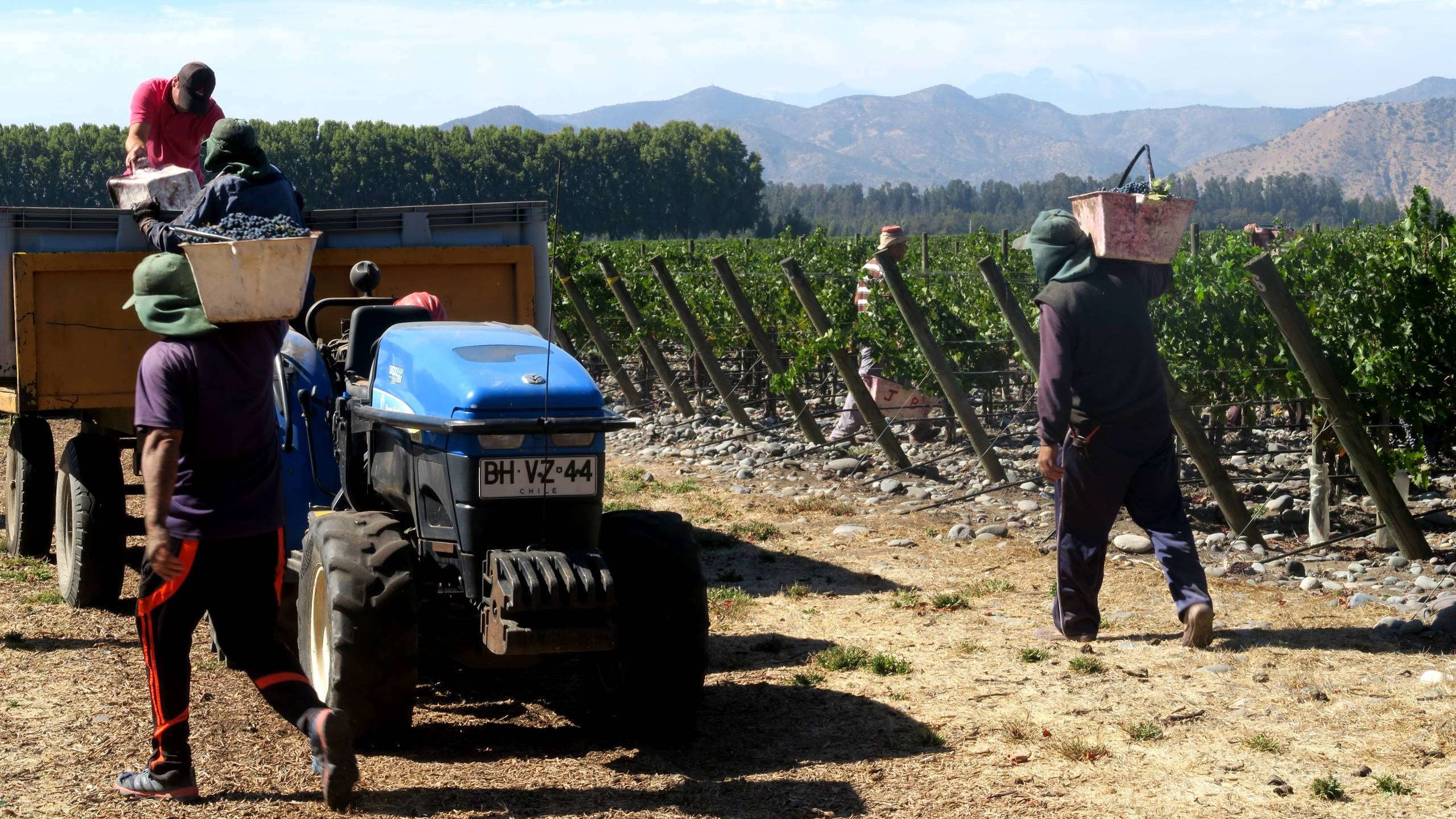 Tractors on the De Martino vineyards