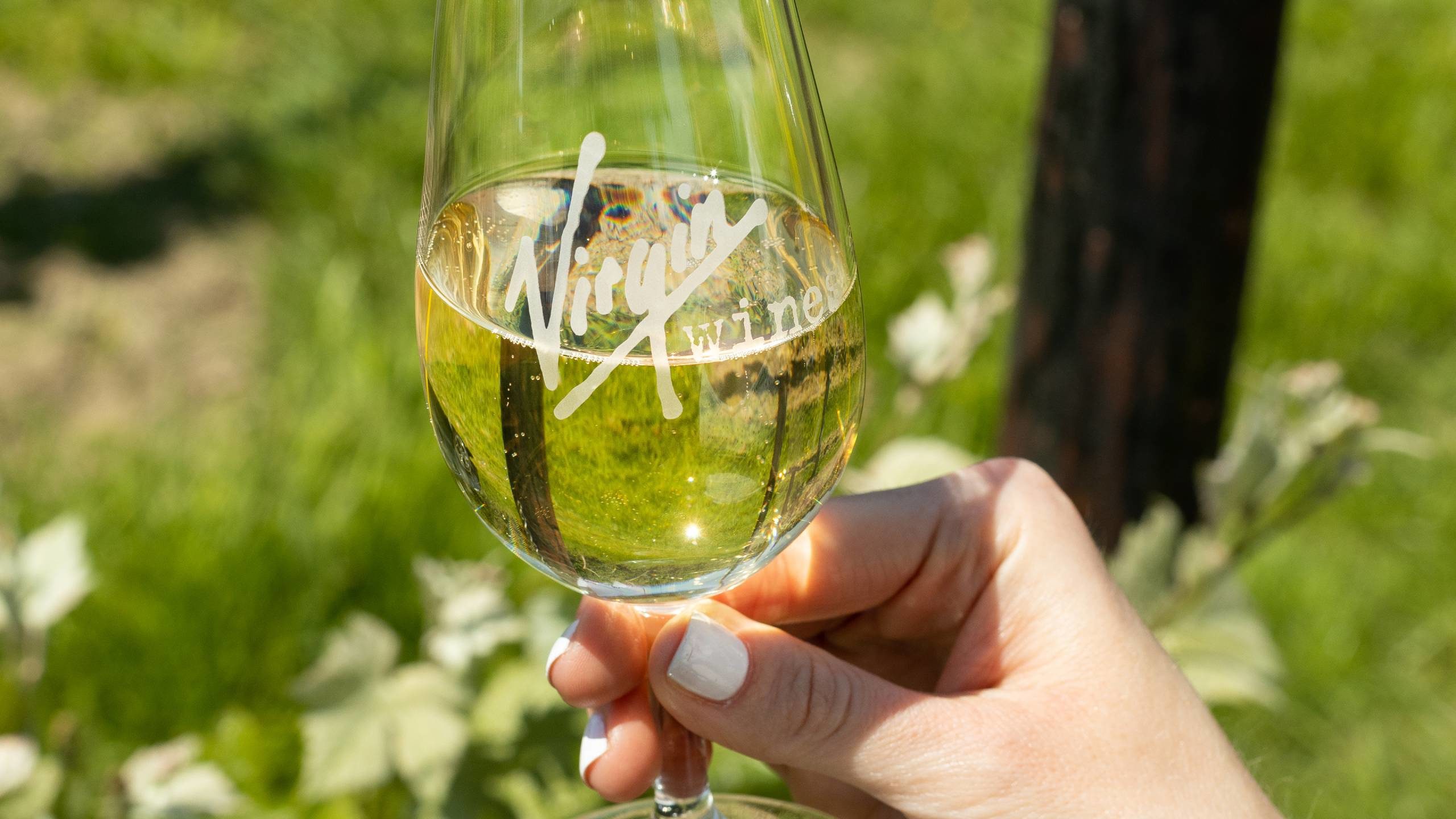 Hand holding a branded Virgin Wines glass of white wine over grass in a vineyard