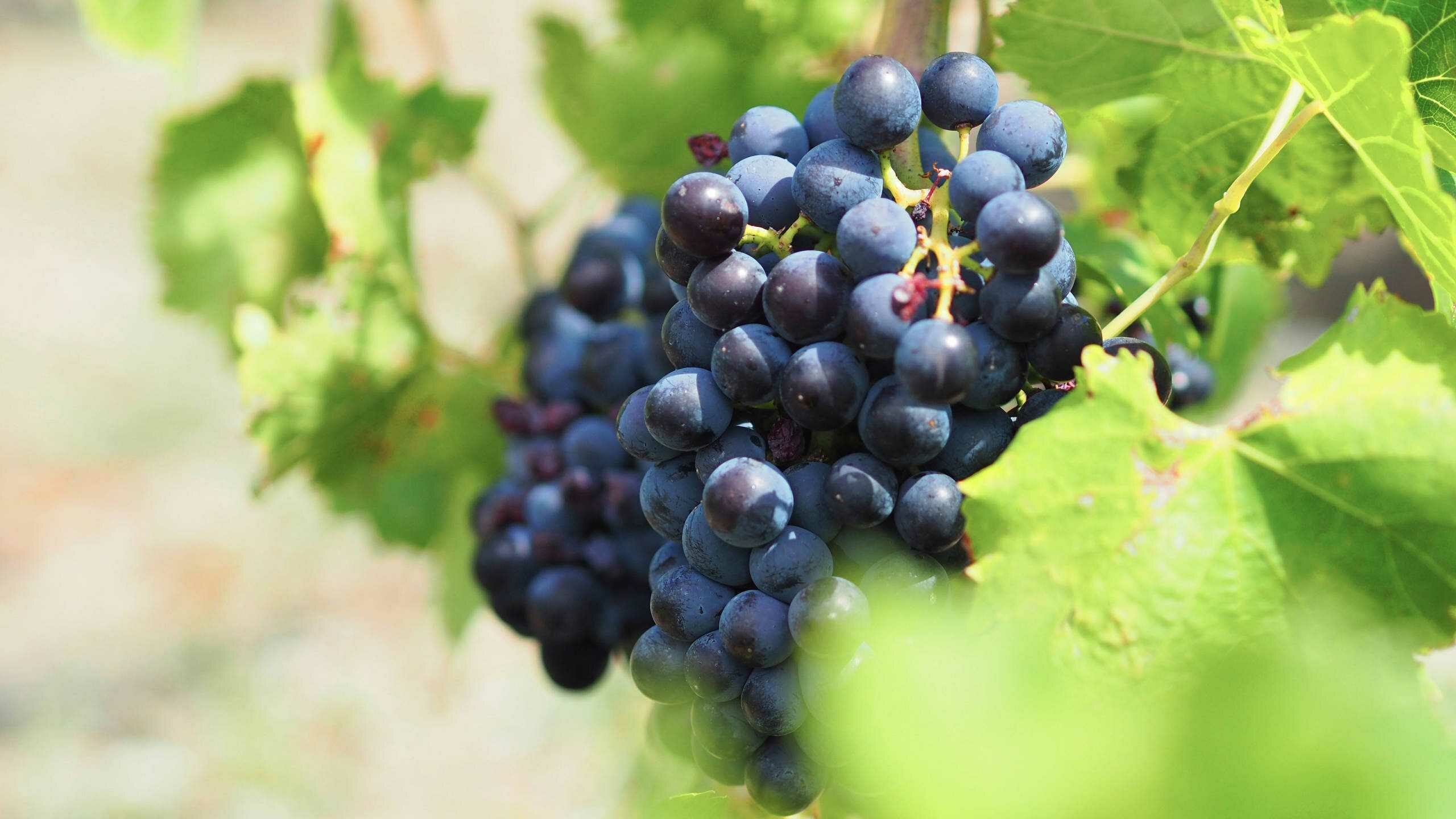 Grenache grapes growing