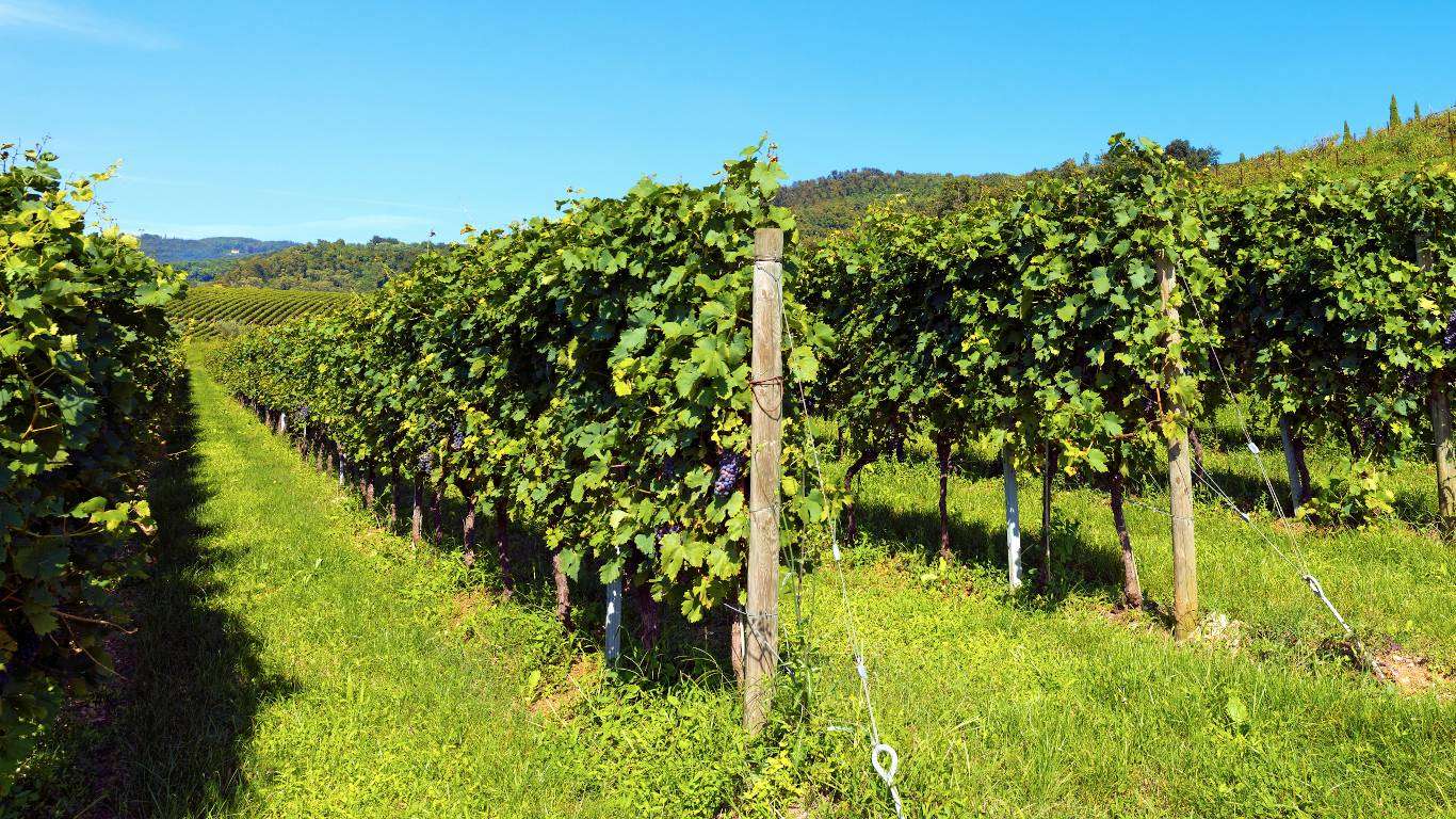 Vineyard in Veneto region