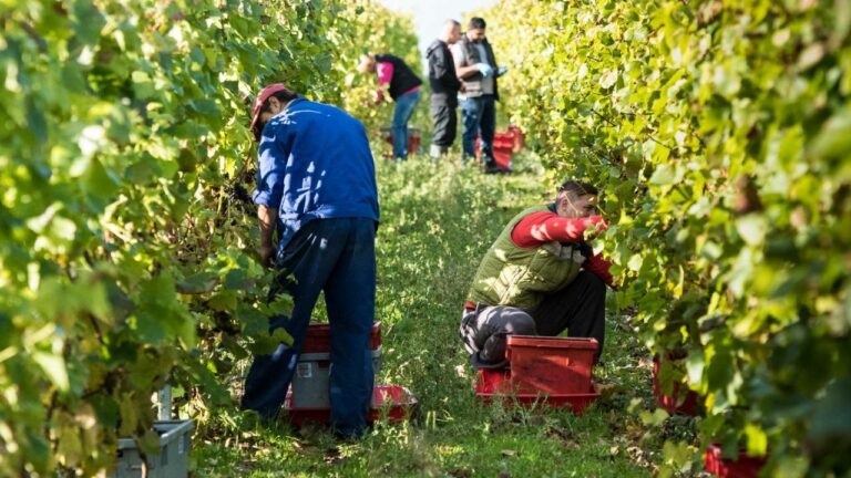 People working in the Hambledon vineyards