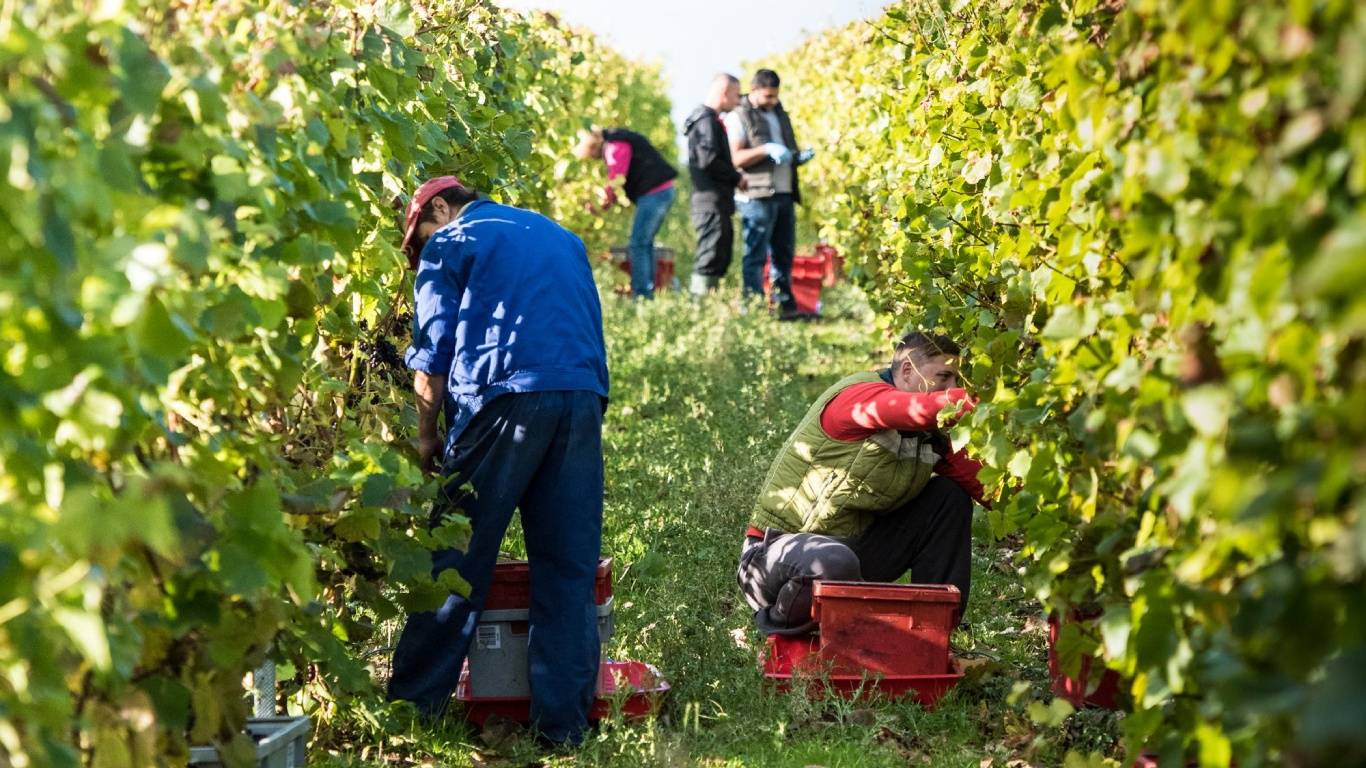 People working in the Hambledon vineyards