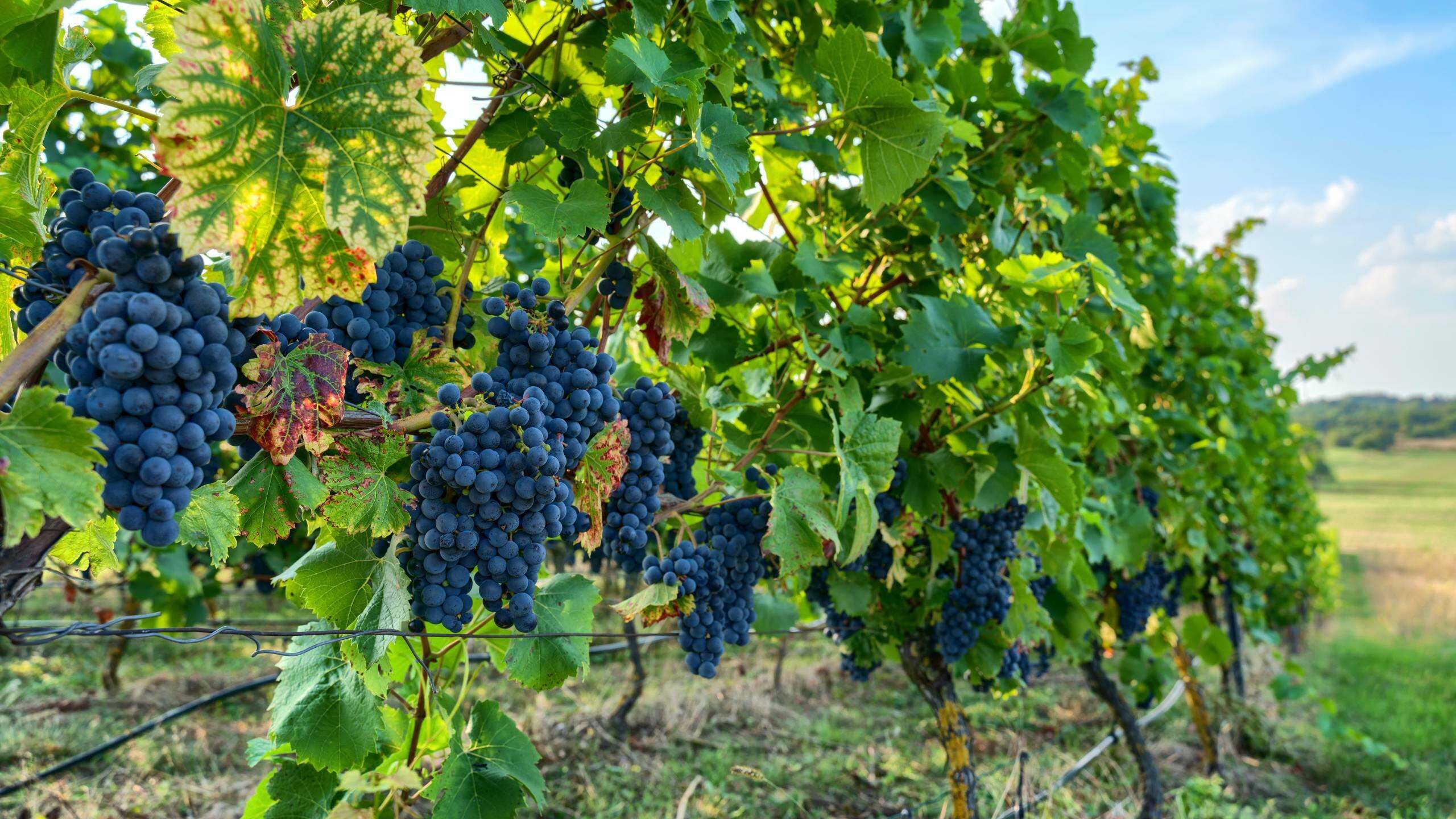 Pinot Noir: 10 Facts You Need To Know - Virgin Wines Blog