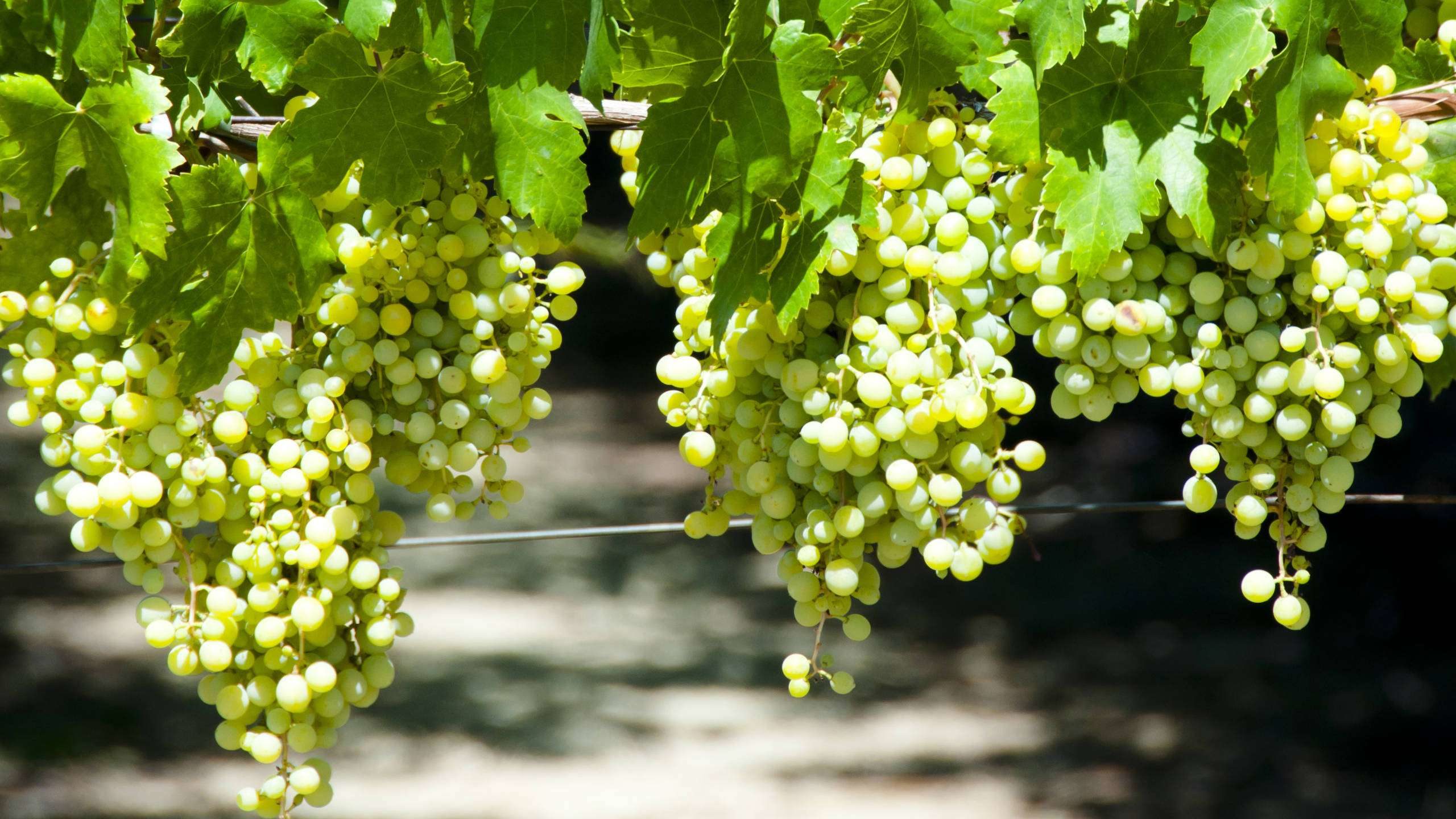 Verdelho grape on vine