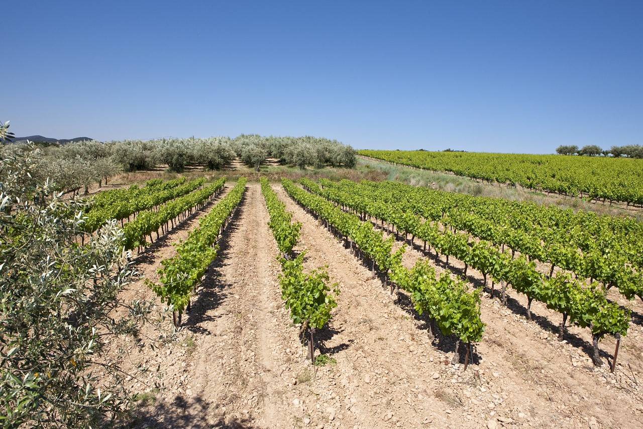 Vines growing in the Rhone Valley