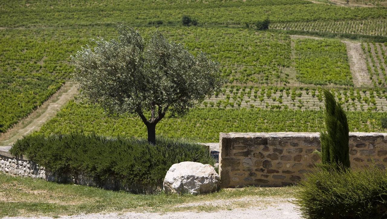 Vineyard in the Rhone with stone wall