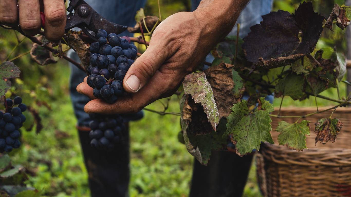 Man hand harvesting black grapes in the vineyard