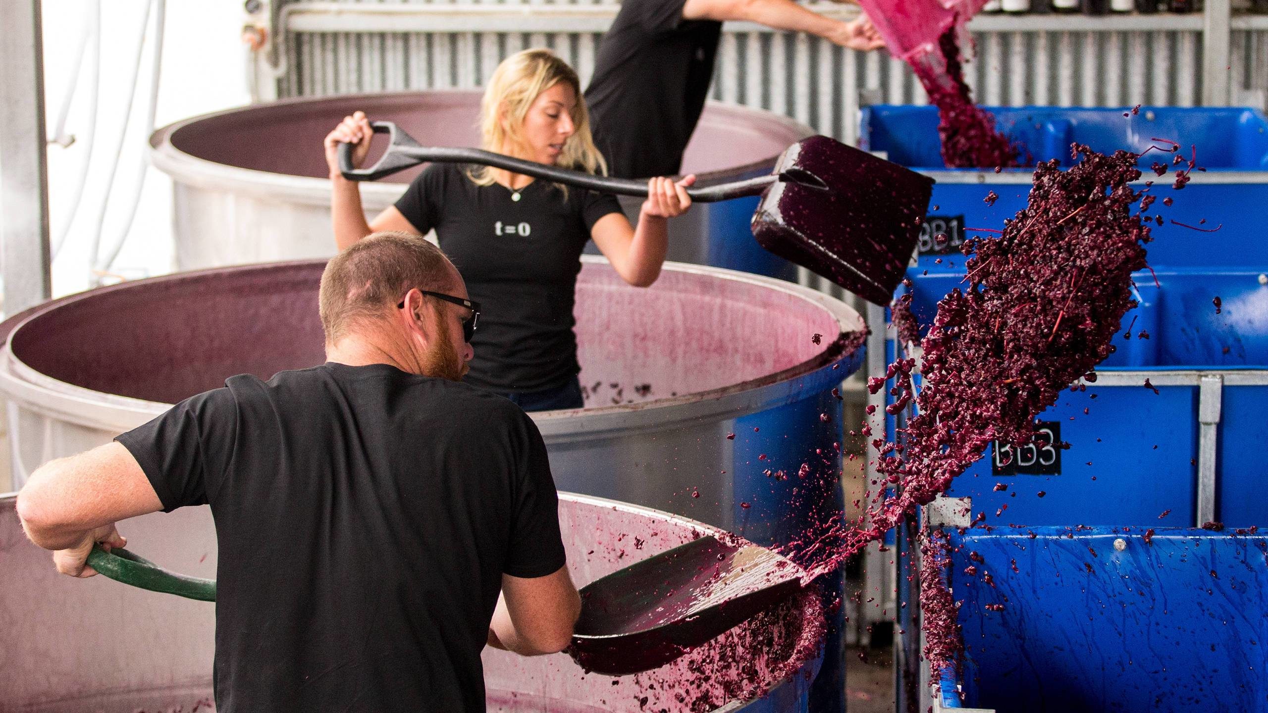 Black Flag team in Australian winemaking