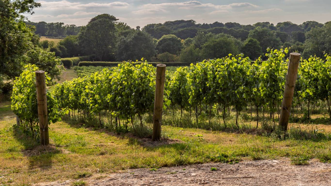 Sussex Wine Region, England