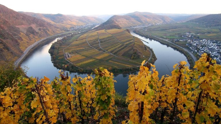 Vineyards in Germany with view of the mosel river