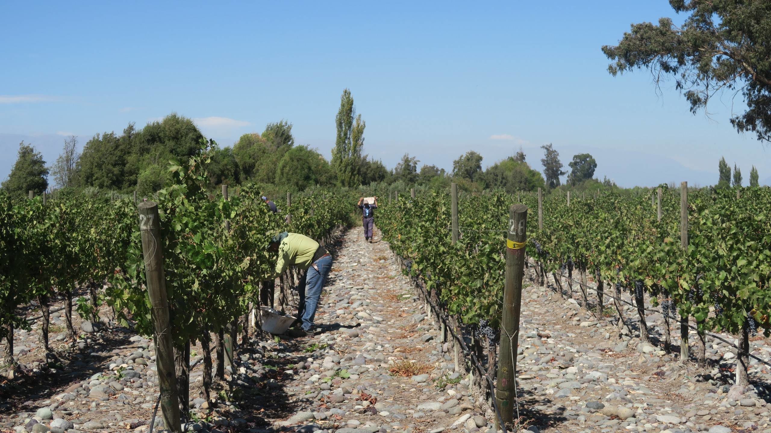 People working in the De Martino vineyard