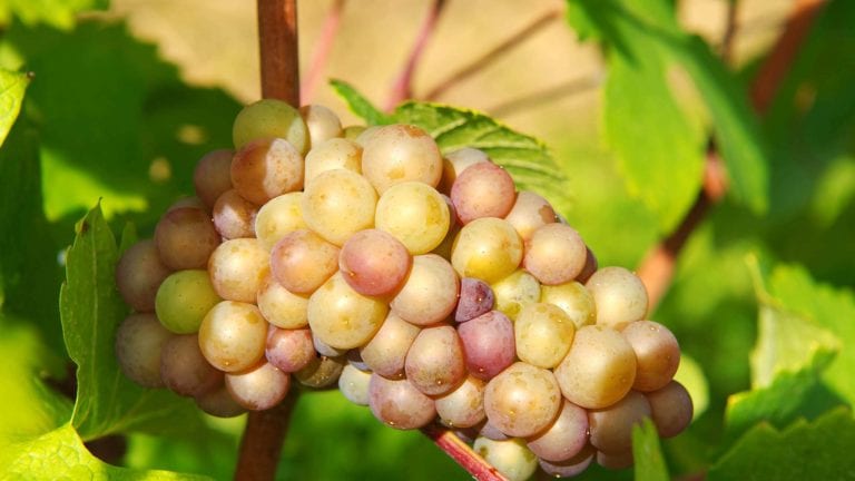 Gewurztraminer grapes