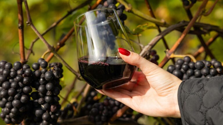 Guide to full and fruity red wine