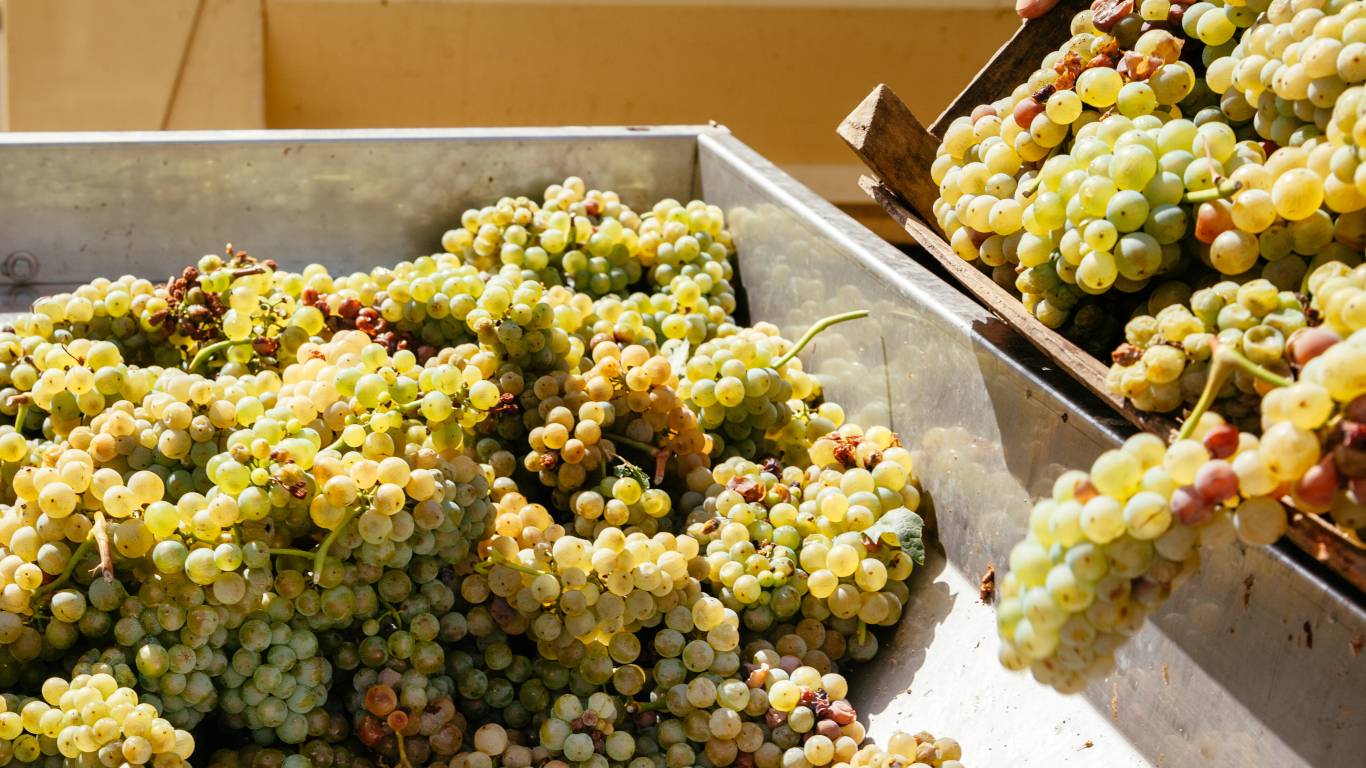 White grapes being sorted in metal container