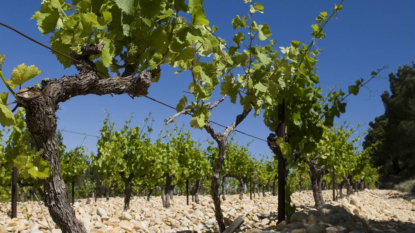 Vines growing in the Rhone Valley, France