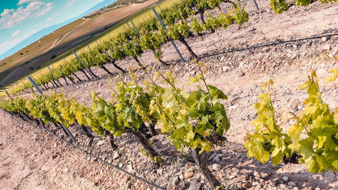 Finca Manzanos Vines in Rioja