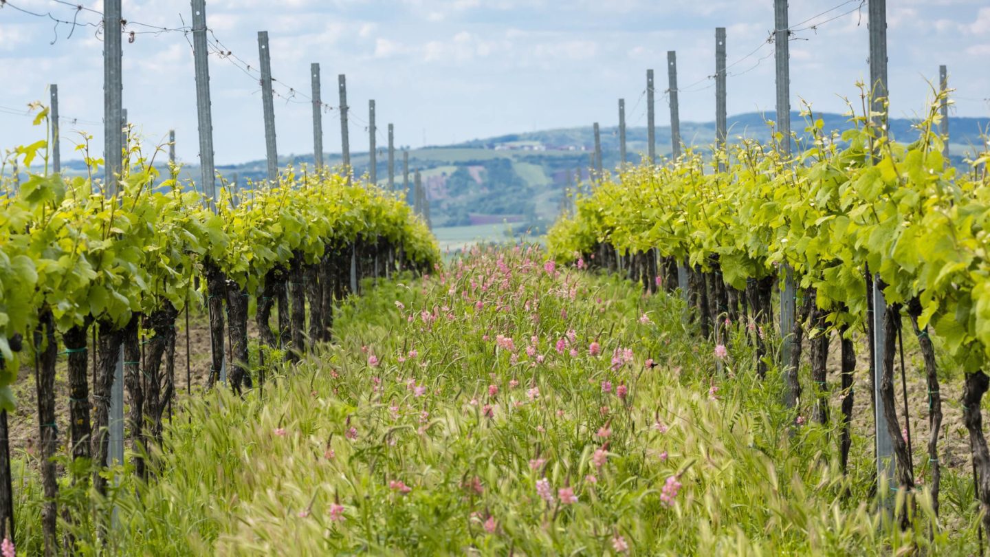 Vines growing in an organic vineyard