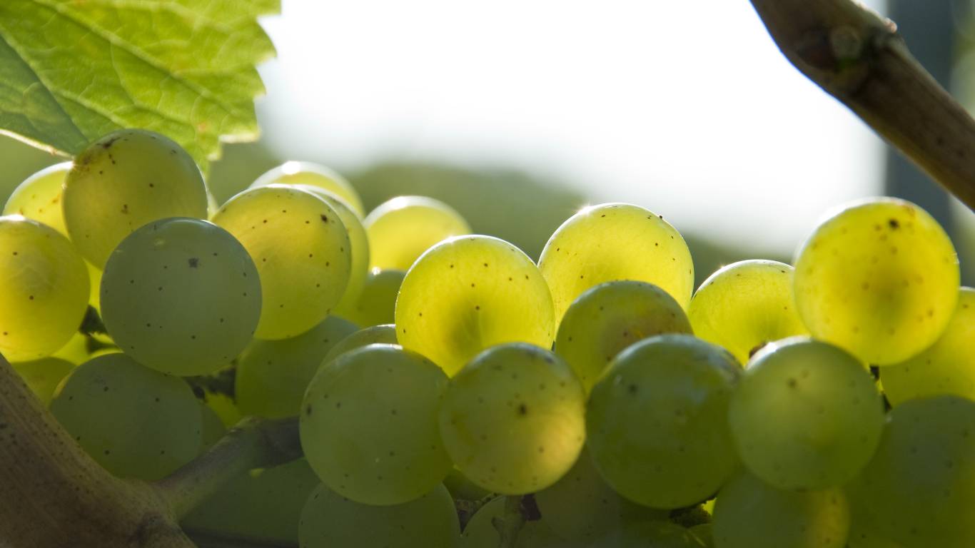 Close up of white grapes growing on a vine