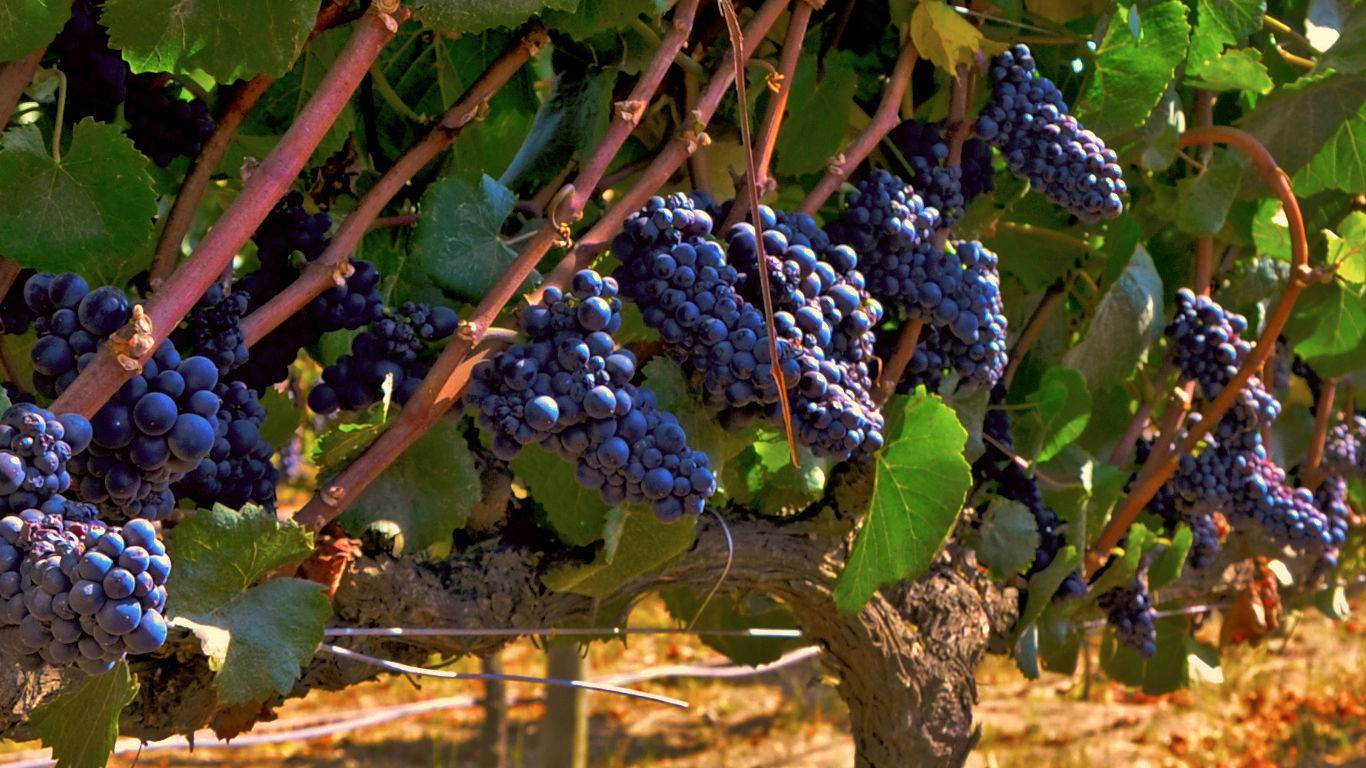 Malbec grape vines