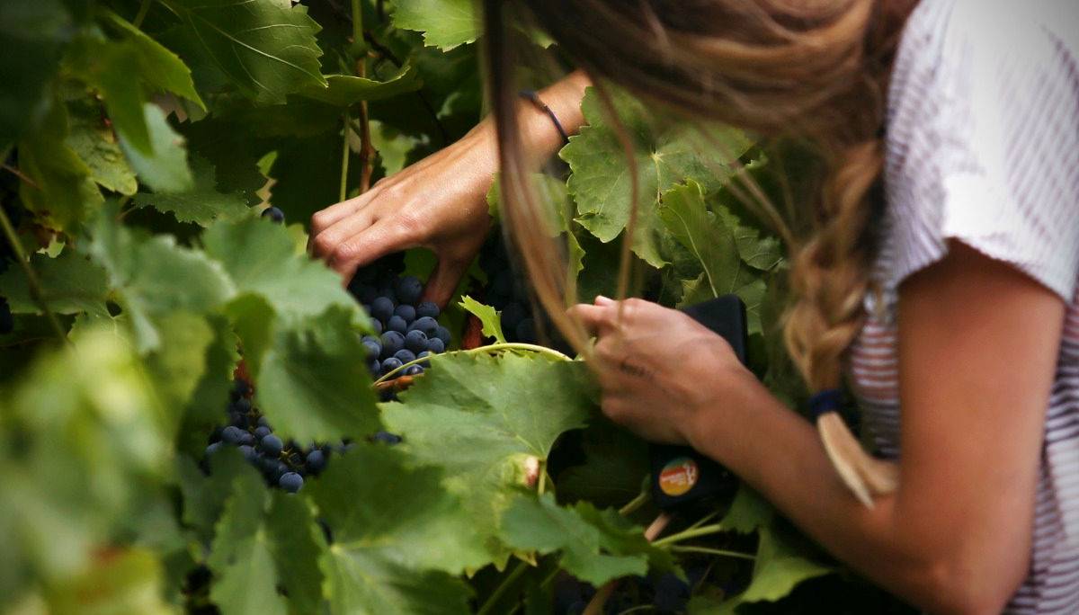 Picking grapes in the mclaren vale