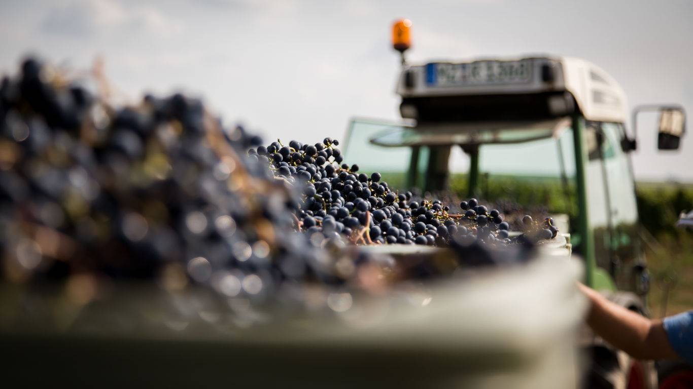 Tractor harvesting grapes in a vineyard