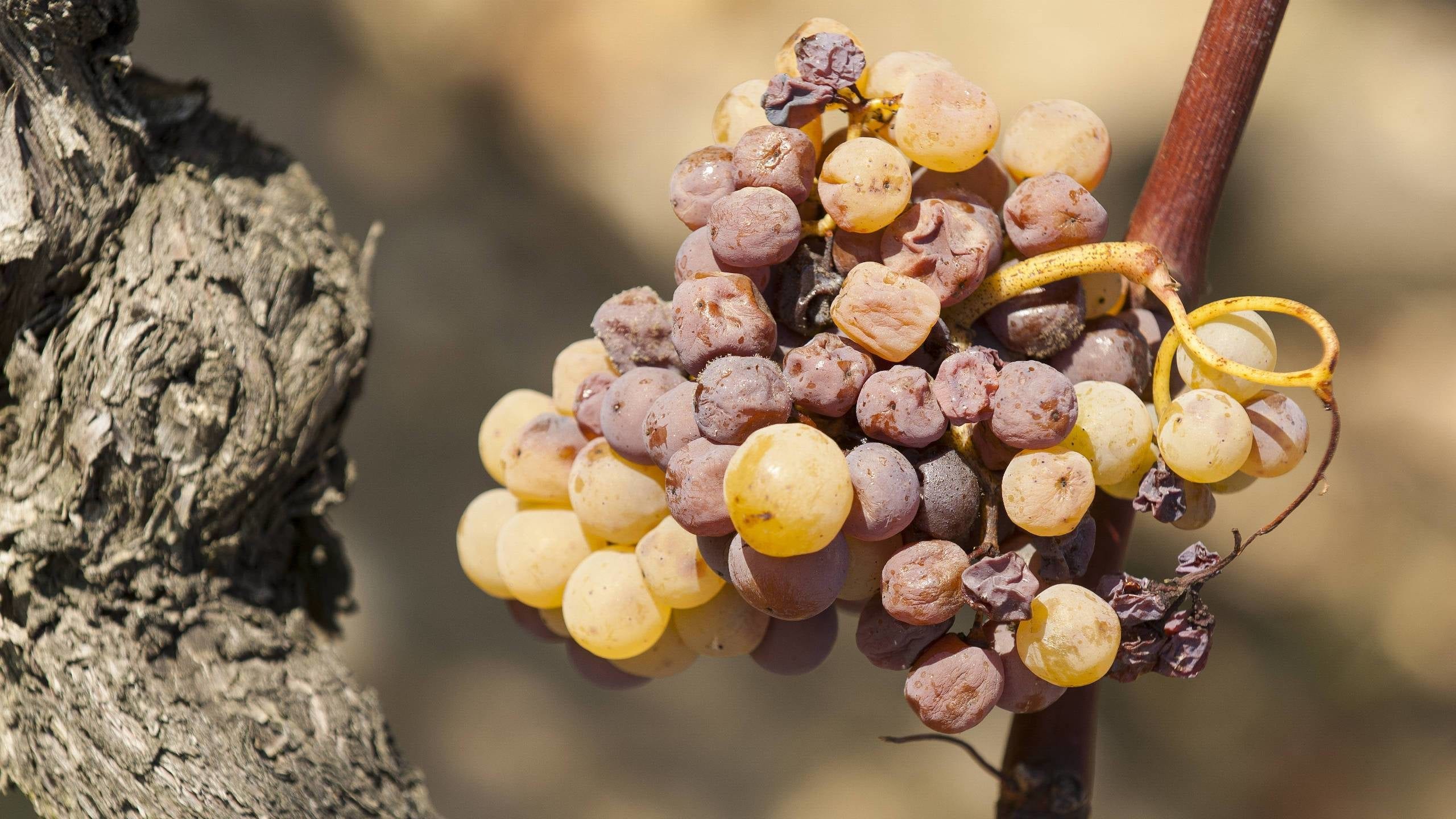 Grapes affected by noble rot in Sauternes, France