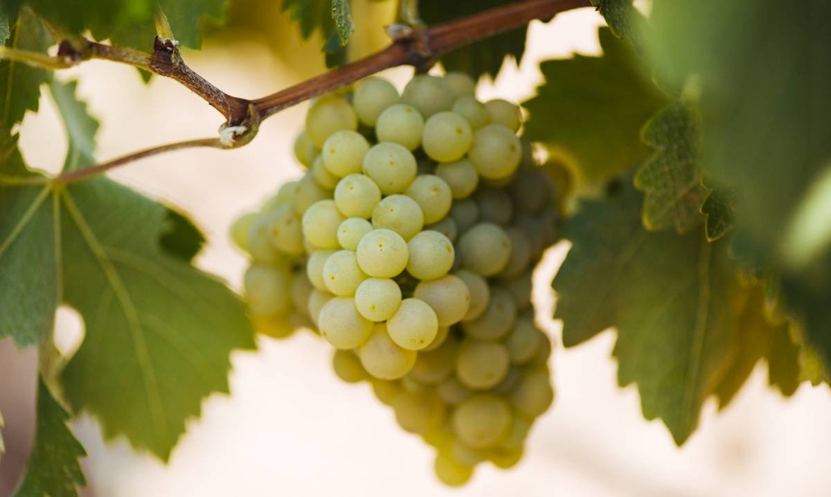 White grapes being harvested in Rioja, Spain