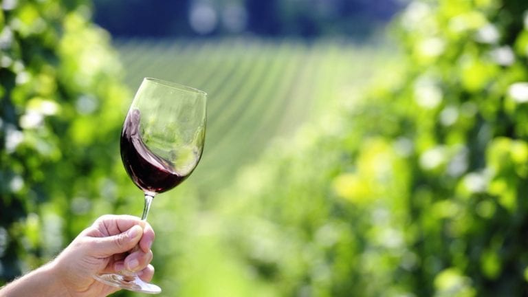 Person holding red wine glass by the stem, vineyard in the background