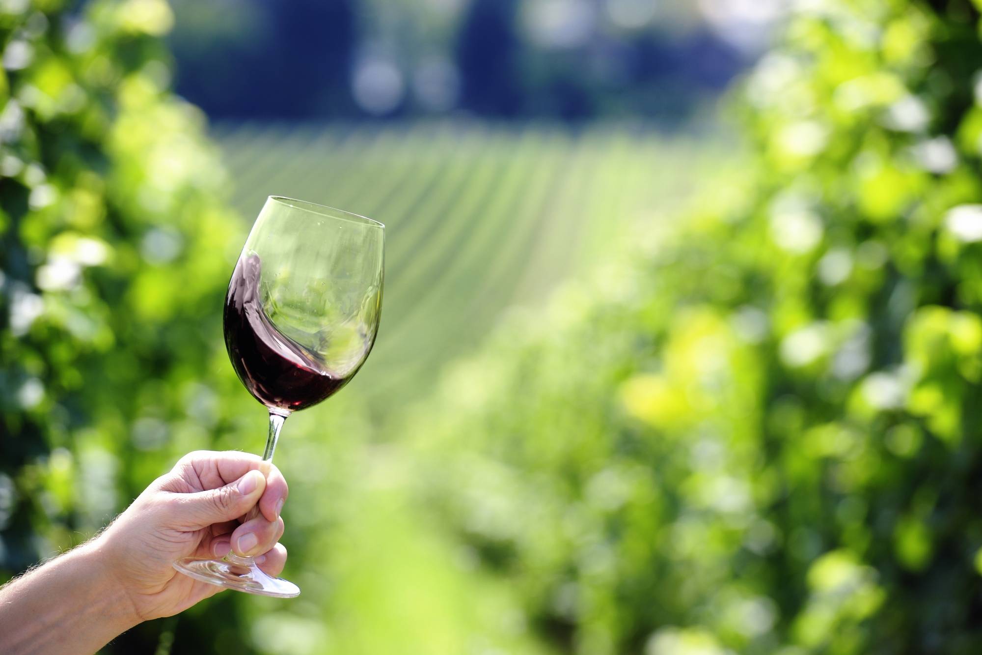 Person holding red wine glass by the stem, vineyard in the background