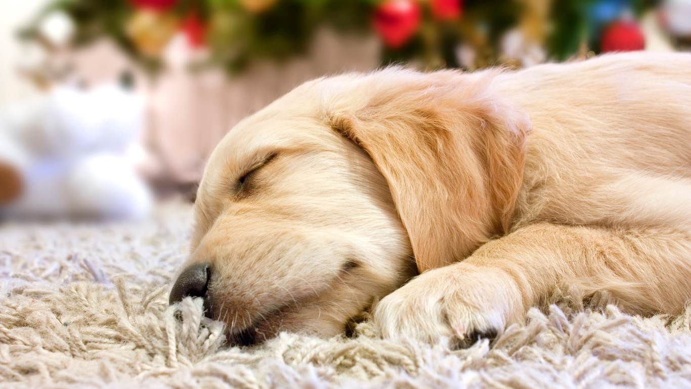 Puppy asleep on a fluffy carpet by a Christmas tree