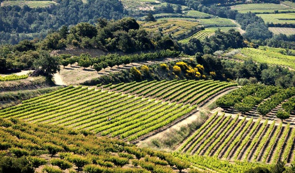 View of beautiful summer vineyards in cotes du rhone