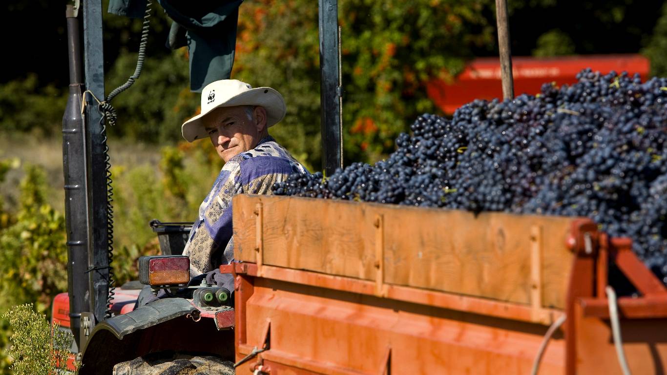 Man sitting on a tractor with red grapes in the trailor