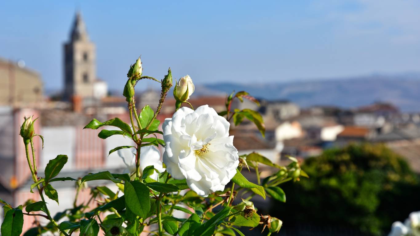 A flower in the middle of the landscape of an old town in southern Italy