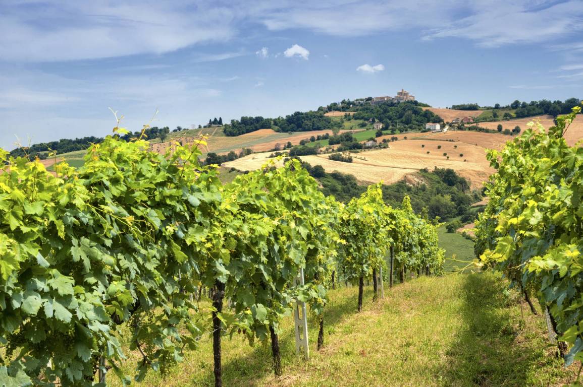 Marche Wine Region, Italy