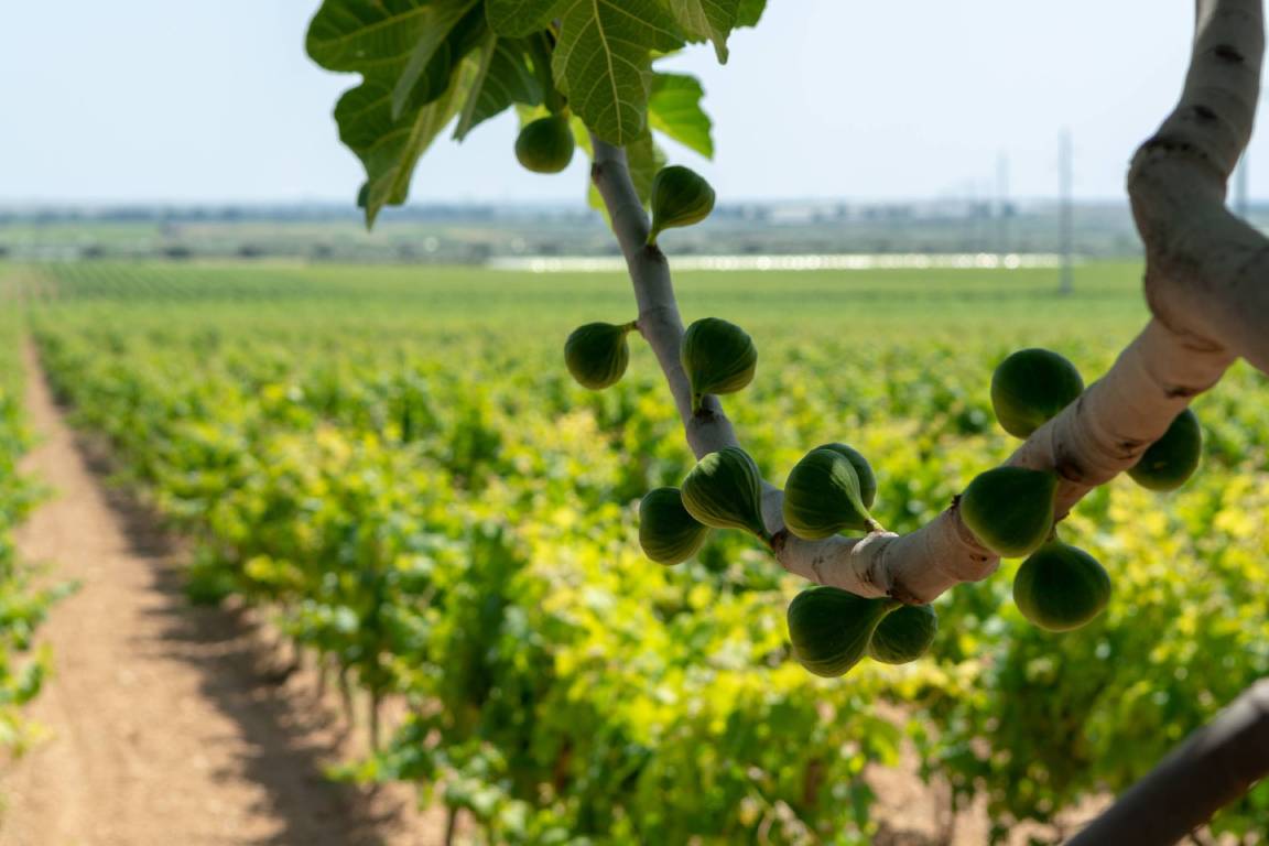 Puglia Wine Region, Italy
