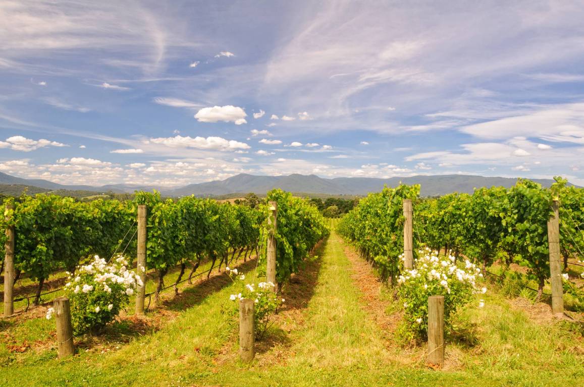 Victoria Wine Region, Australia