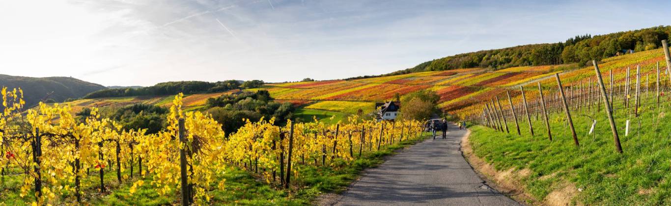 Wine Trail in the Ahr Valley