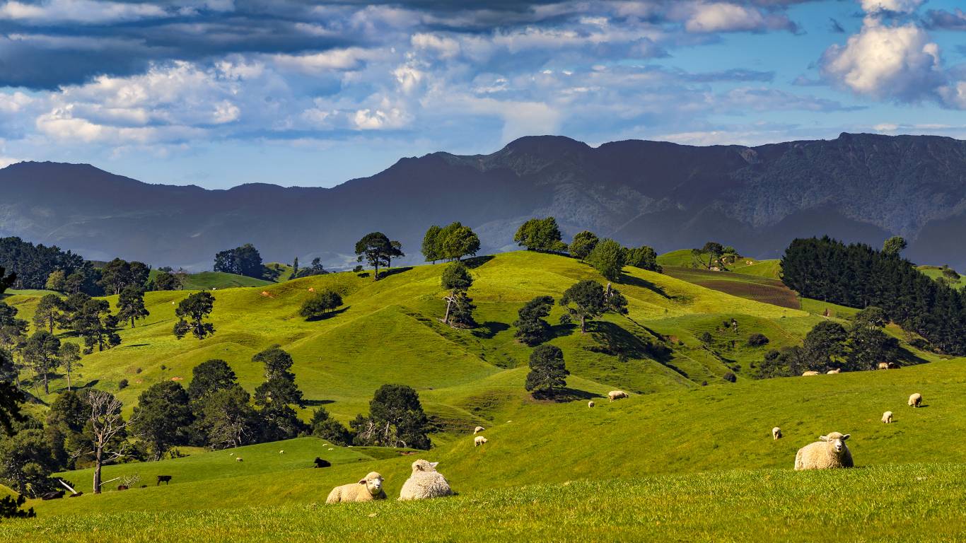 New Zealand, North Island, Waikato Region. Rural landscape near Matamata. There is Kaimai Range in the background