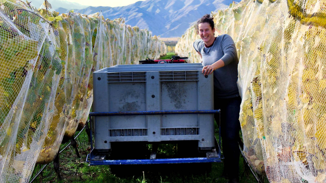 Beth Forrest of Forrest Wines collecting grapes in the vineyard