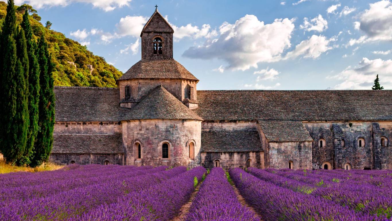 Blooming lavender field by Senanque abbey in Provence, France
