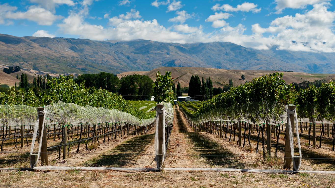Vineyard in Central Otago, New Zealand