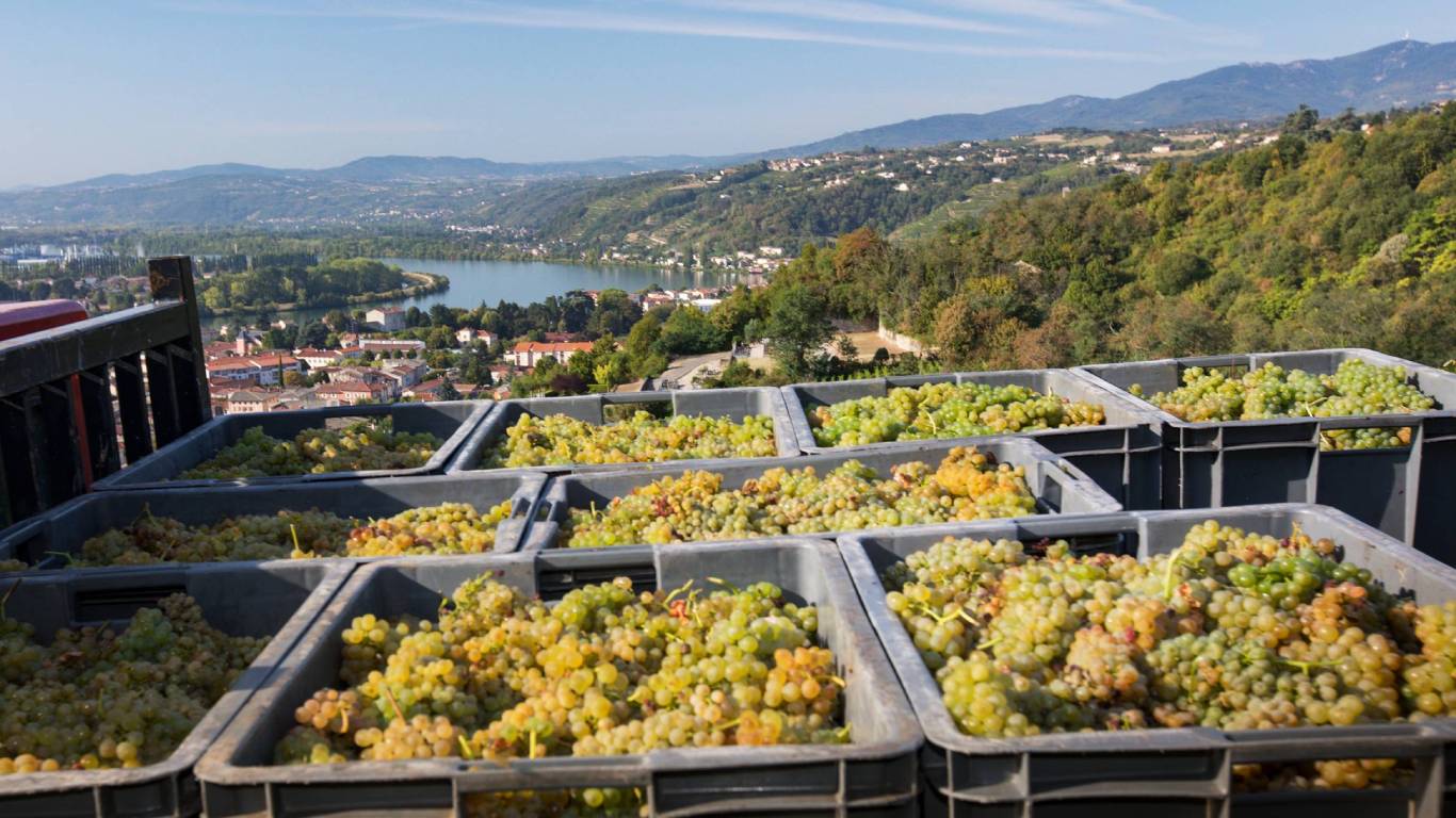 Crates of white grapes stacked with views of Rhone Valley in the background, copyright Bernard Favre