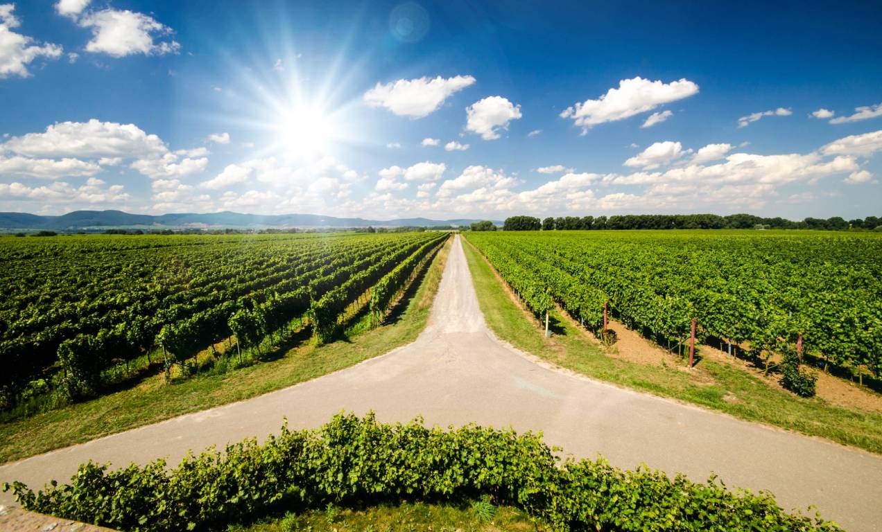 Pfalz-Wine-Region-Germany