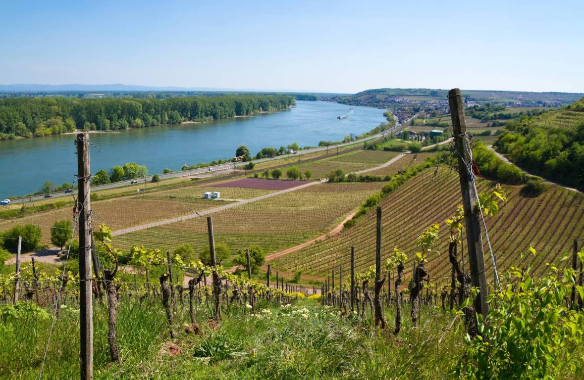 Rheinhessen-Wine-Region-Germany