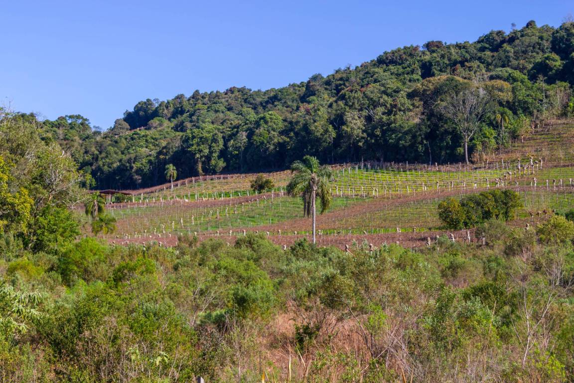 Serra-Gaúcha-Wine-Region-Brazil
