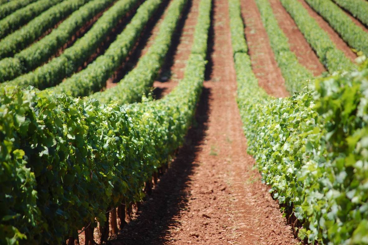 Vinho Verde Wine Region, Portugal