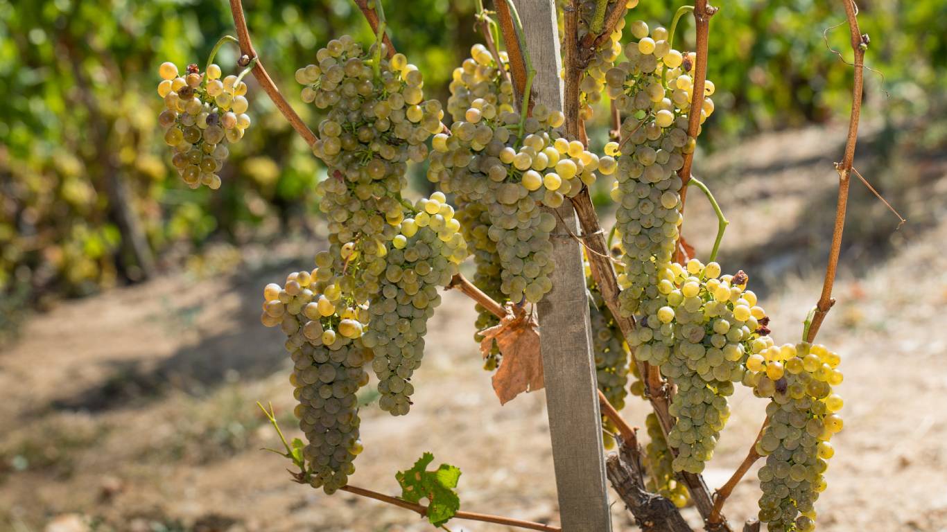 white grapes on the vine in Rhone, copyright Bernard Favre
