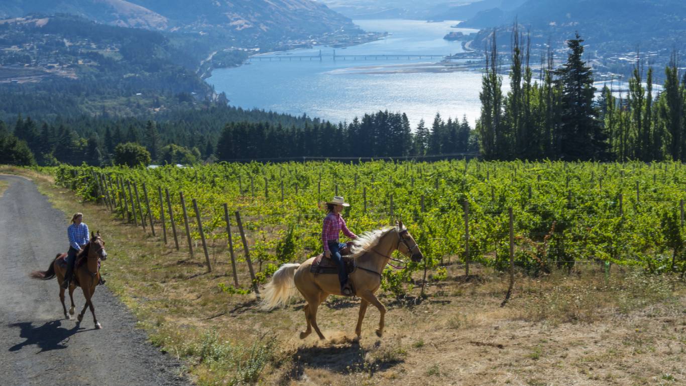 Equestrian horseback riding by vineyard and lake in Washington State